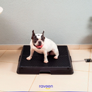 Casa de Banho Inteligente para Animais de Estimação